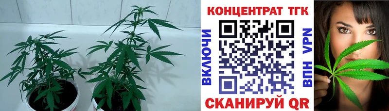 ТГК Wax  блэк спрут ТОР  Южно-Сухокумск 
